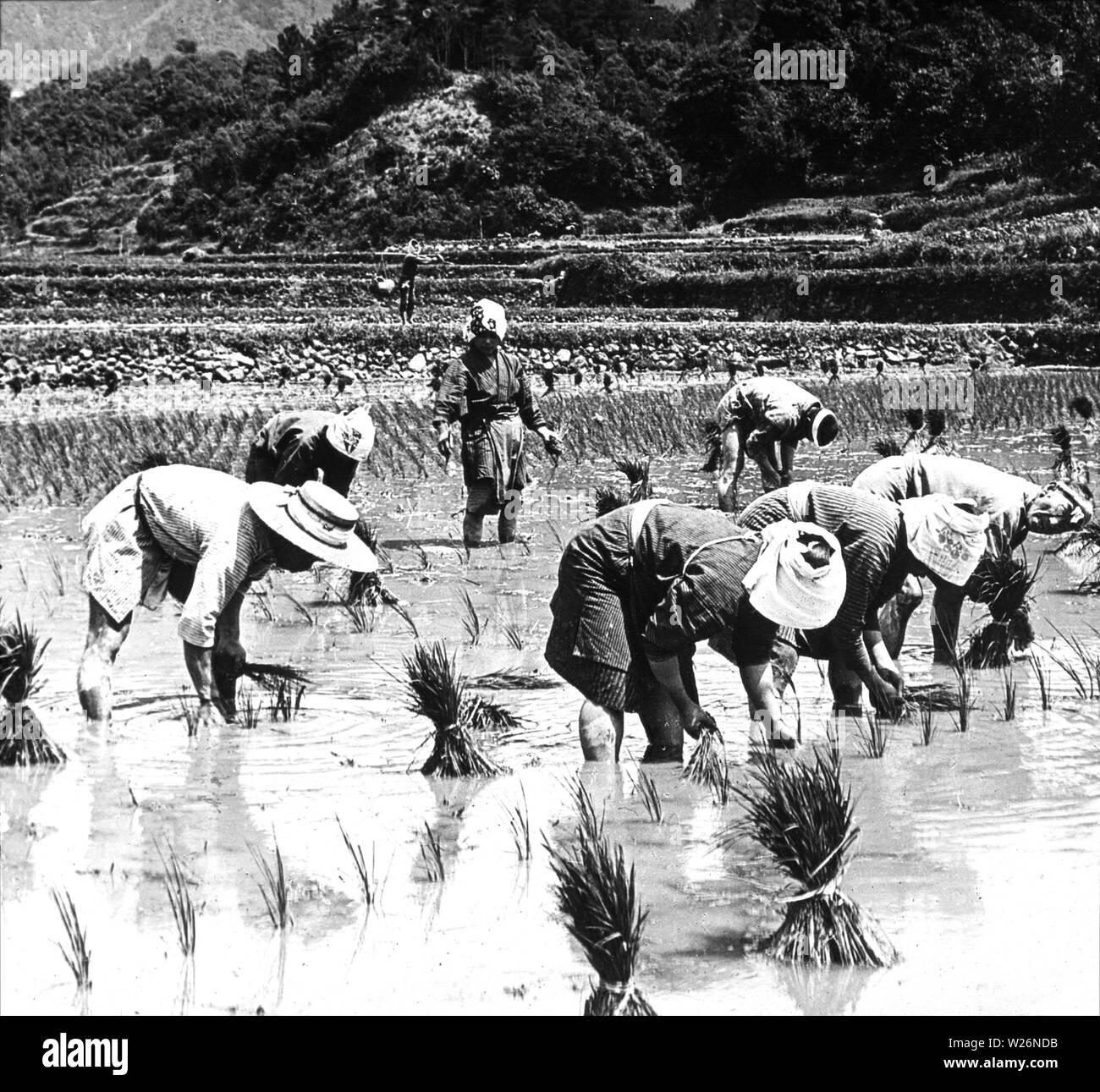[ 1900s Japan - Japanese Farmers Planting Rice ] —   Women and men in traditional clothing are transplanting rice seedlings. This process is called taue in Japanese.  20th century vintage glass slide. Stock Photo