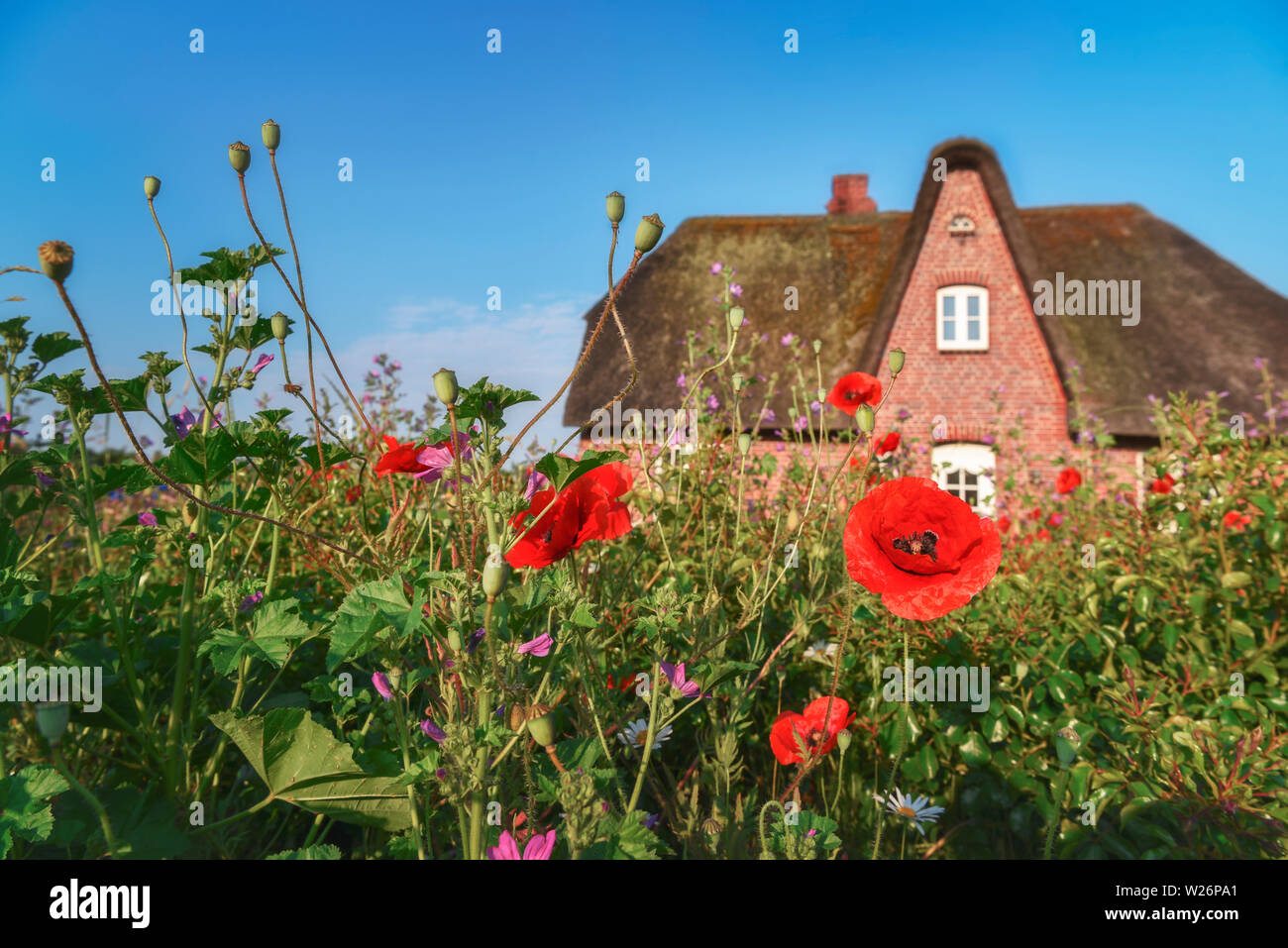 Specific Frisian building with red brick wall and thatched roof and bloomed flowers and poppies in front of the house. Selective focus rustic image. Stock Photo