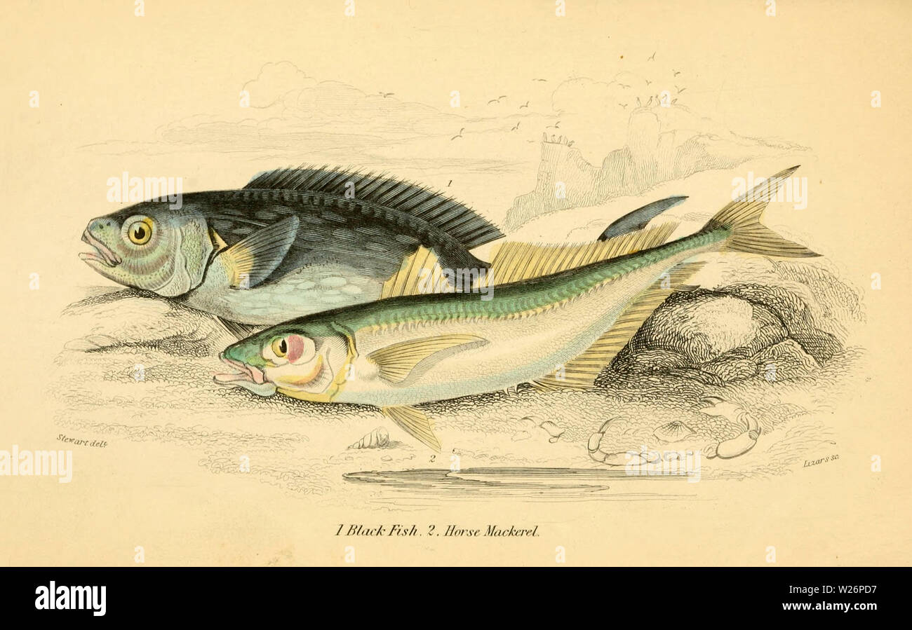 Beautiful Vintage Hand Drawn Illustrations Of River Fishes And Eels From Old Book It Can Be Used As Poster Or Decorative Element For Interior Design Stock Photo Alamy