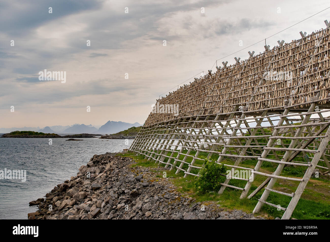 Racks of drying cod can be seen throughout the Lofoten Islands through late spring.  Also known as stockfish, it is the main ingredient in bacalao. Stock Photo