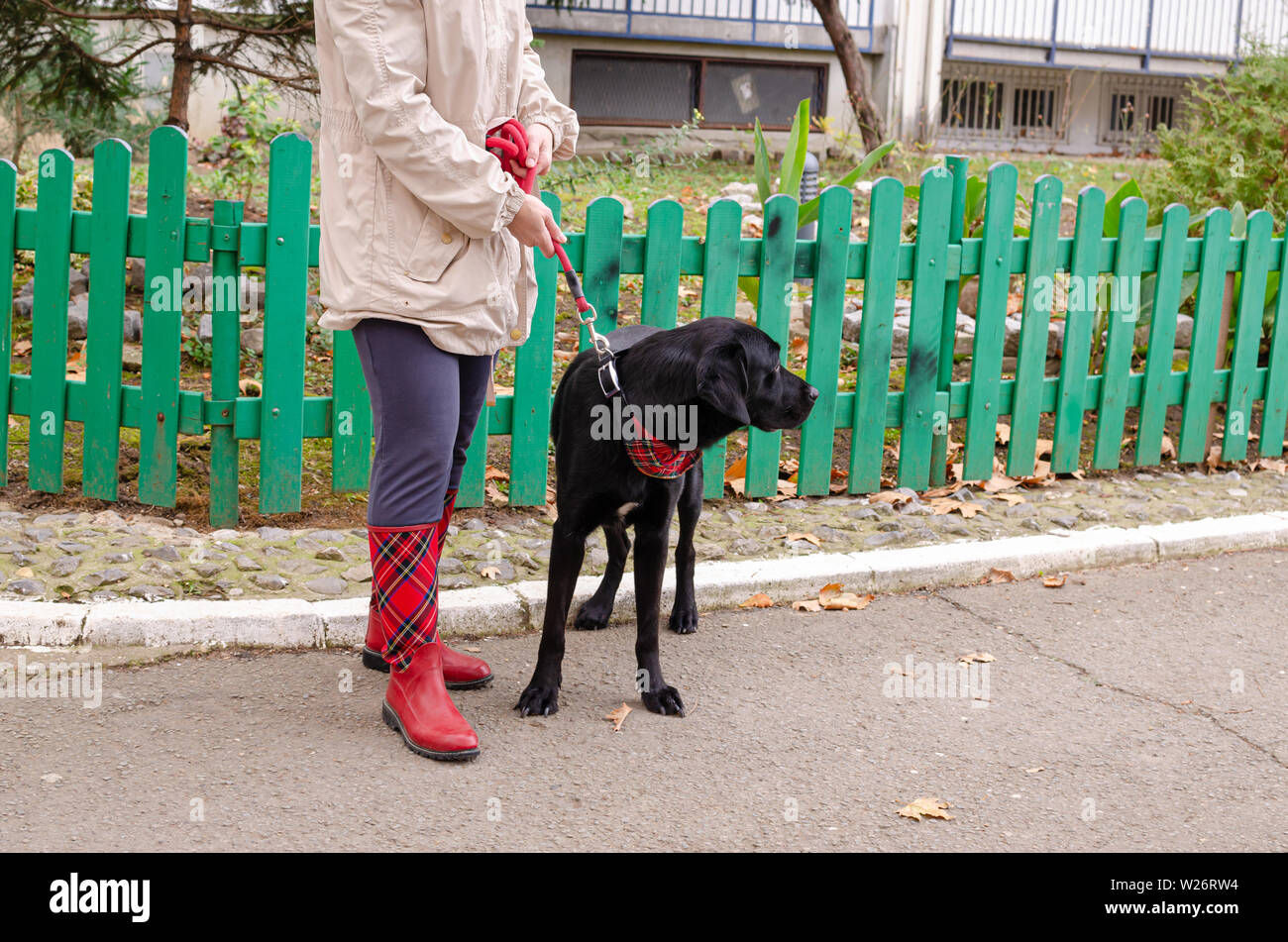 black dog outfit