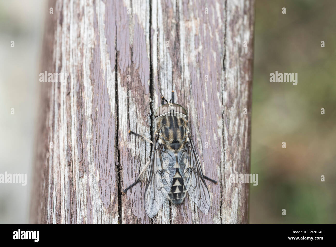 Perched Horsefly (Tabanus sp) Stock Photo