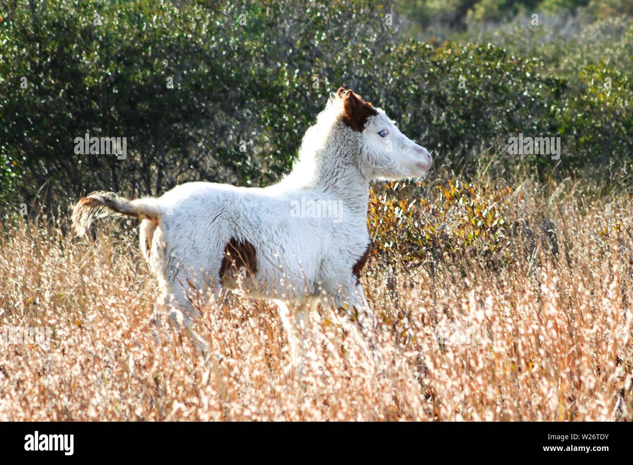 This colt, nicknamed Medicine Hat for his markings, is one of the wild