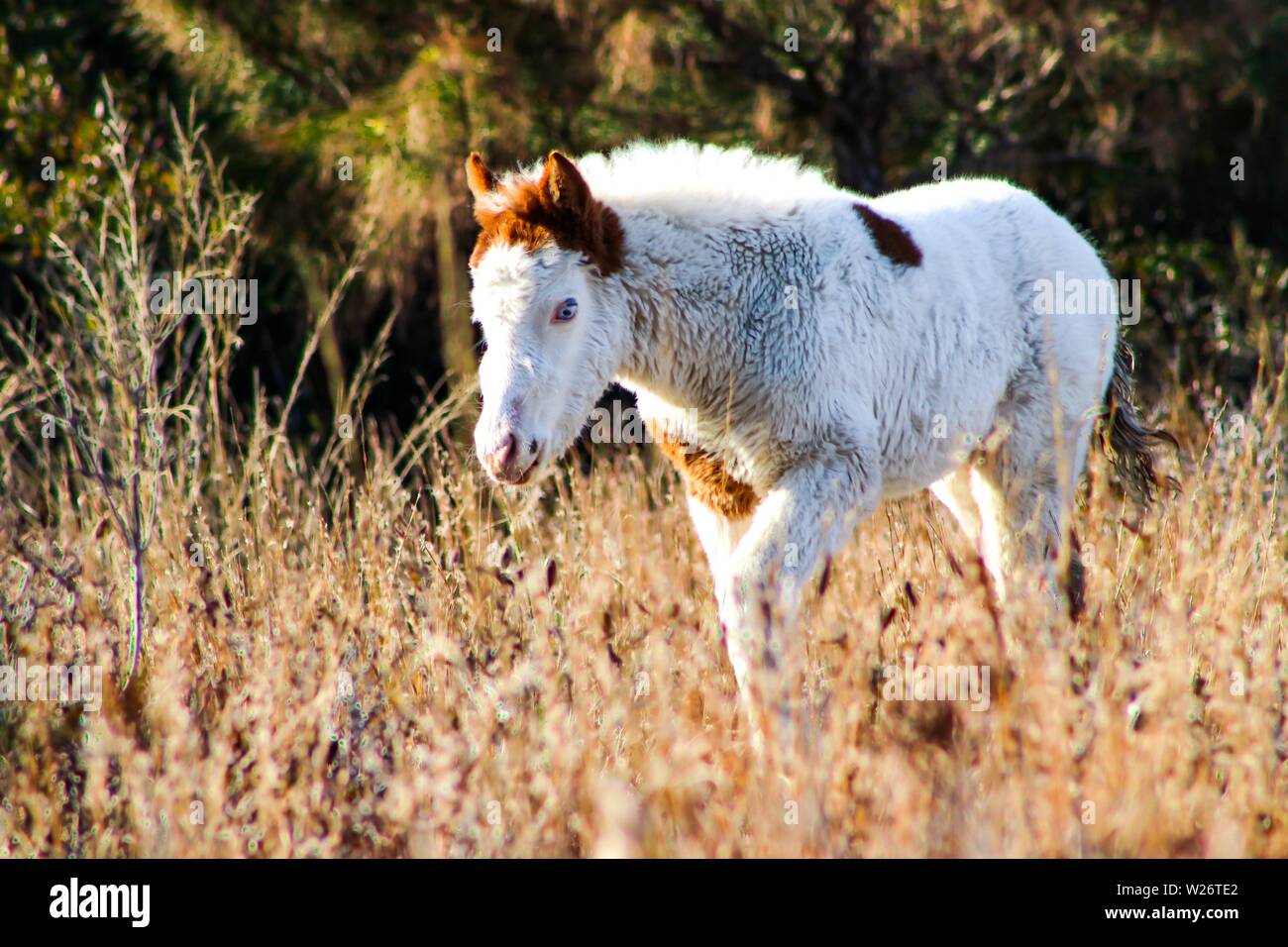 This colt, nicknamed Medicine Hat for his markings, is one of the wild