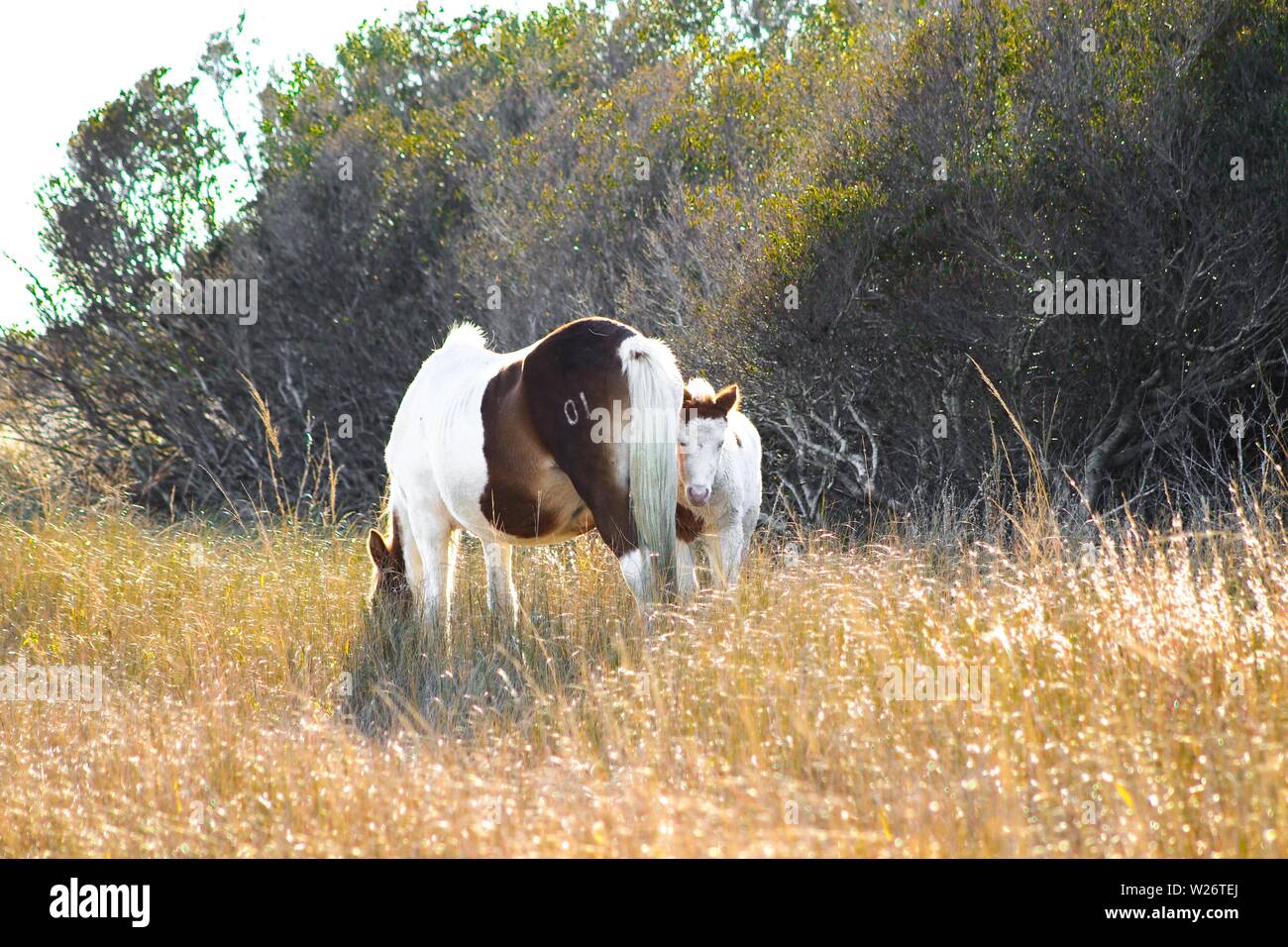 This colt, nicknamed Medicine Hat for his markings, is one of the wild