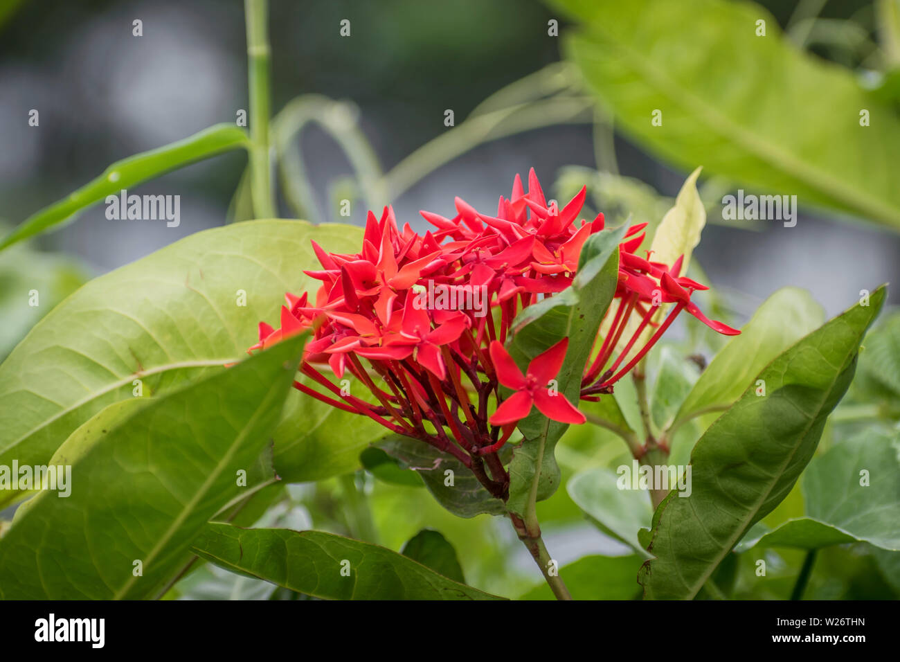 Rongon or Ixora coccinea is a species of flowering plant in the Rubiaceae family. It is a common flowering shrub native to Southern India, Bangladesh, Stock Photo