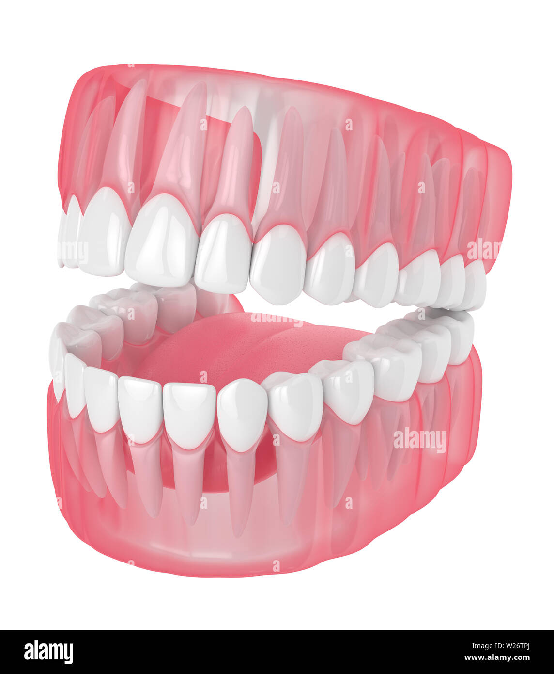 3d render of jaw with teeth over white background Stock Photo - Alamy