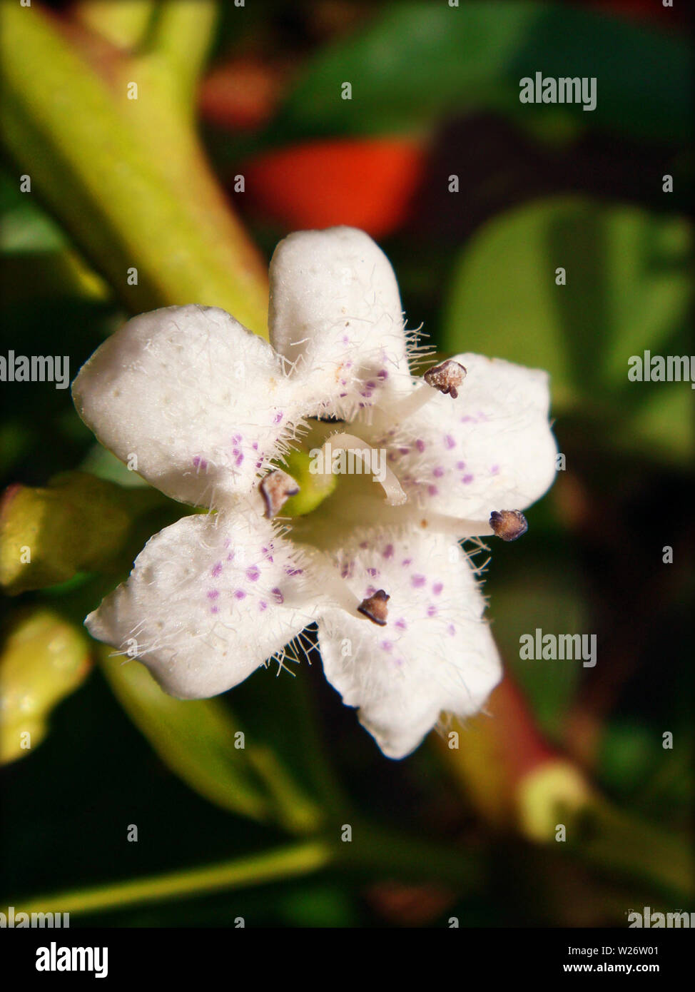 Pittosporum tobira macro flower in blossom background and wallpapers in top high quality prints Stock Photo