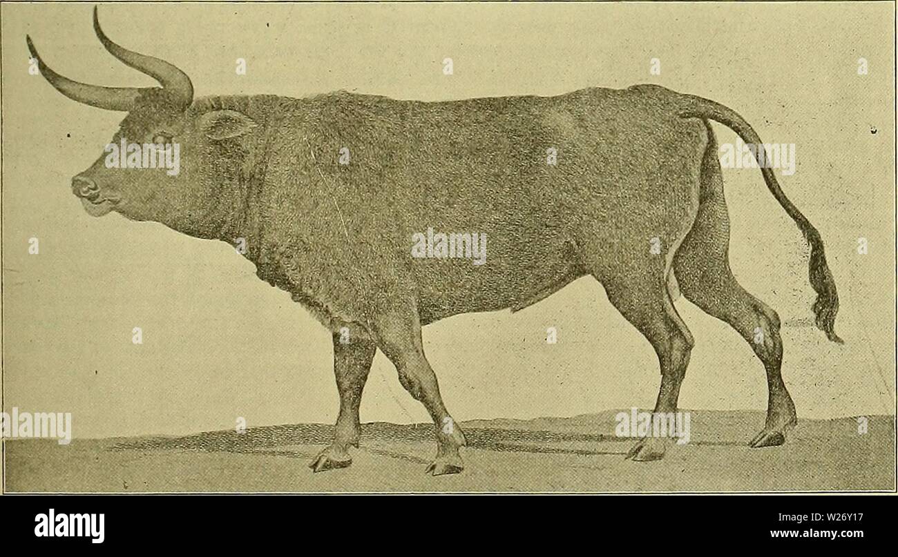 Archive image from page 26 of Cyclopedia of farm animals (1922). Cyclopedia of farm animals  cyclopediaoffar00bail Year: 1922  PART I THE ANIMAL AND ITS RELATIONS There are about 12,000 known living species of mammals and about 15,000 species of birds. From the time when man began to emerge from the lower creation, he has possessed and enslaved his fellow animals. Great numbers of species have been brought into captivity, yet it is surprising how few of these have really been domesticated. The Editor of this book has made a diligent effort to record every species of animal of any kind that is Stock Photo