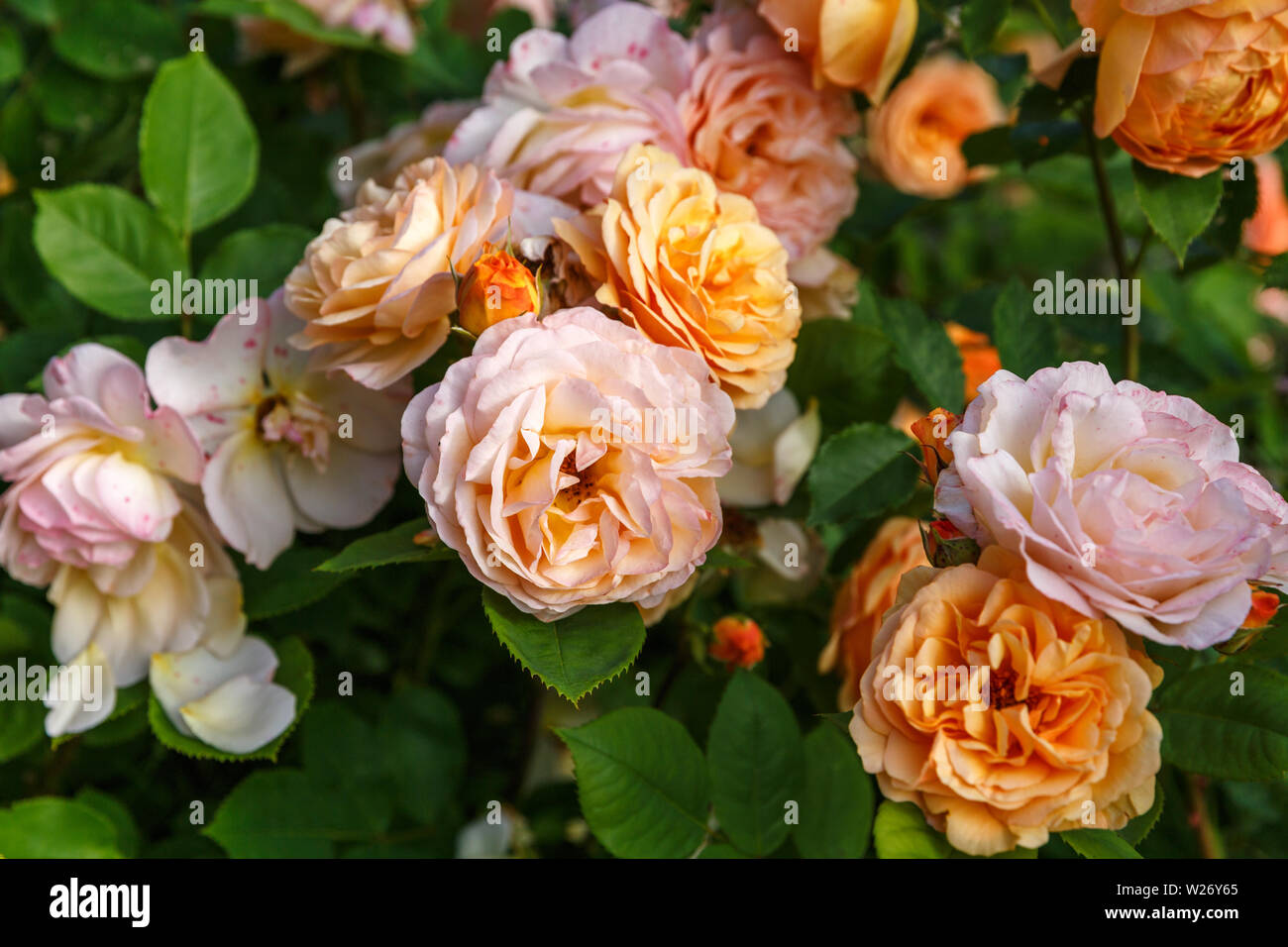 Blooming yellow orange roses in the garden on a sunny day. Charles Austin' Rose Stock Photo