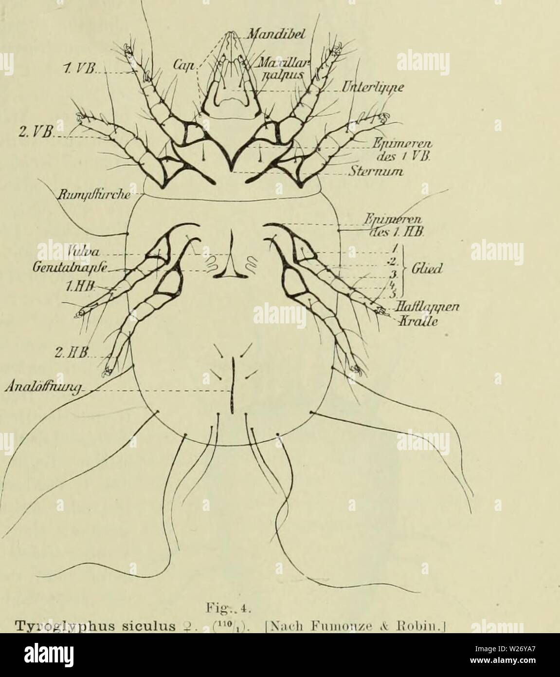 Archive image from page 26 of Demodicidae und Sarcoptidae (1899) Stock Photo