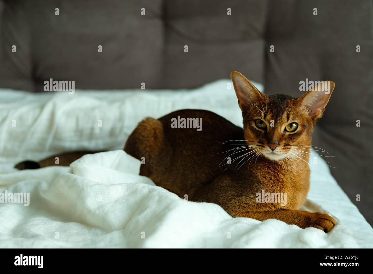 Beautiful cat of abyssian breeds with shiny brown fur lies on white bed
