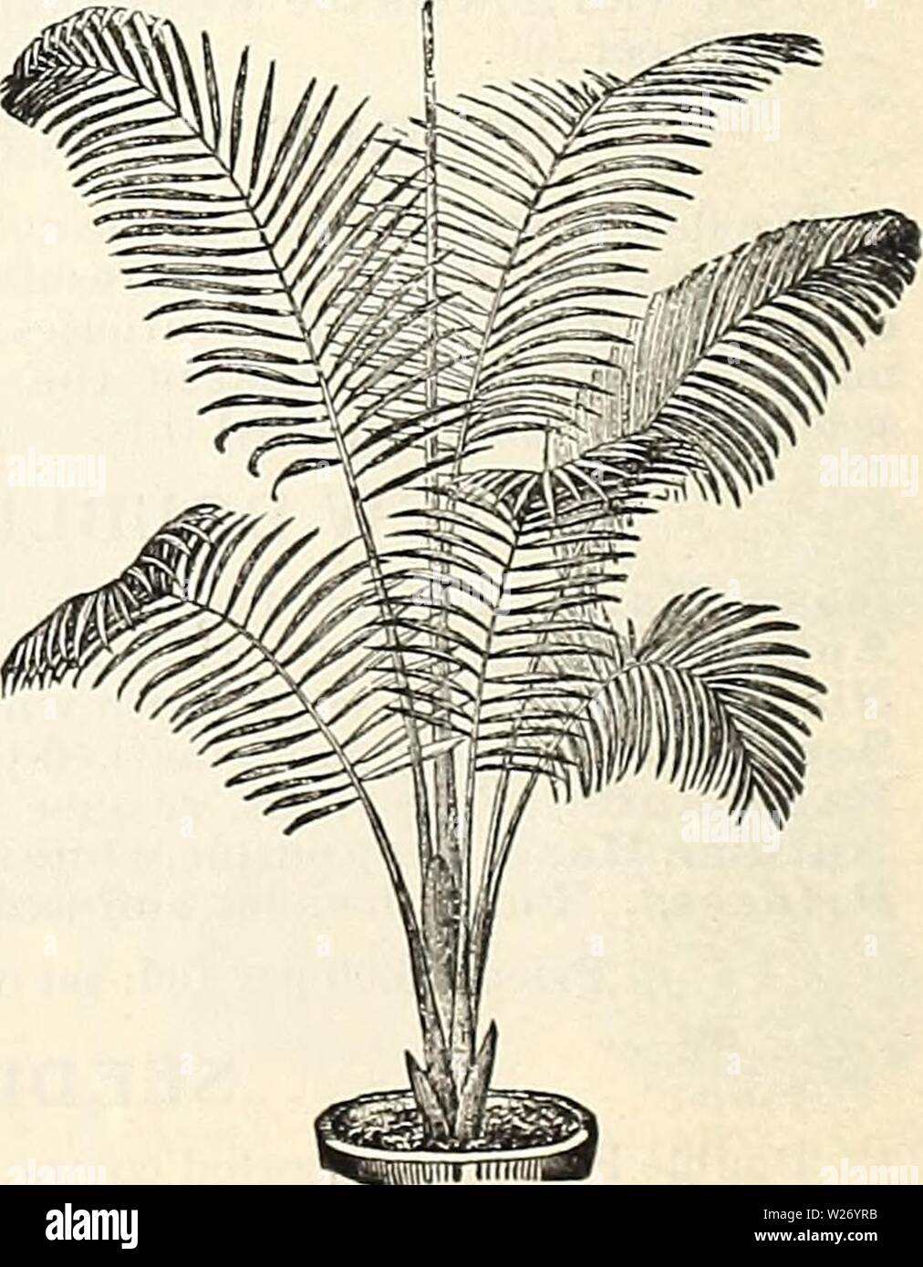 Archive image from page 27 of Dealers and florists wholesale list. Dealers and florists wholesale list of plants  dealersfloristsw18pete 0 Year: 1897  KENTIA BELMOEEAIJA. ADIAJSTUM CUNEATTJM:. ADIANXUM CUNEATUM. One of the most useful of all the Ferns. We offer a fine stock at the following very low prices. Strong plants from 2 inch pots $4.00 per 100 3 ' 6.00 ' ' 4 ' 16.00 ' FERNS IN VARIETY. 2 incli. 3 inch. 4 inch. Adiantum Bellum $4.00 $6.00 Ballii 4 00 6.00 Pubescens 4.00 6.00 $12.00 Blechnum Orientale 4.00 6.00 12.00 Occidentale 4.00 6.00 12.00 Davallia Stricta 4.00 6.00 Gymnogramma Chry Stock Photo