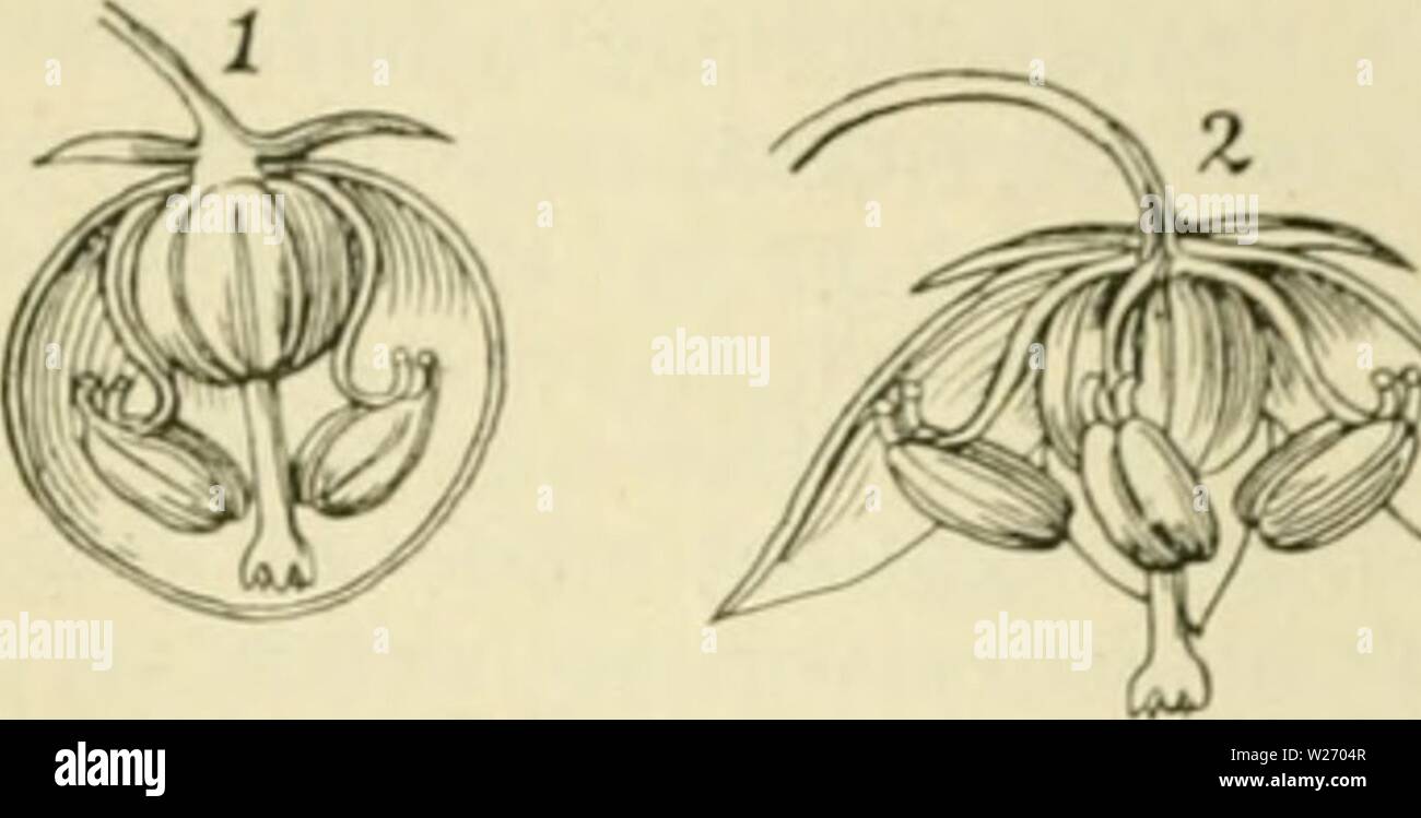 Archive image from page 28 of De flora van Nederland (1909-11). De flora van Nederland defloravannederl03heuk Year: 1909-11. FAMILIE 82. — ERICACEAE. — 9 Stock Photo