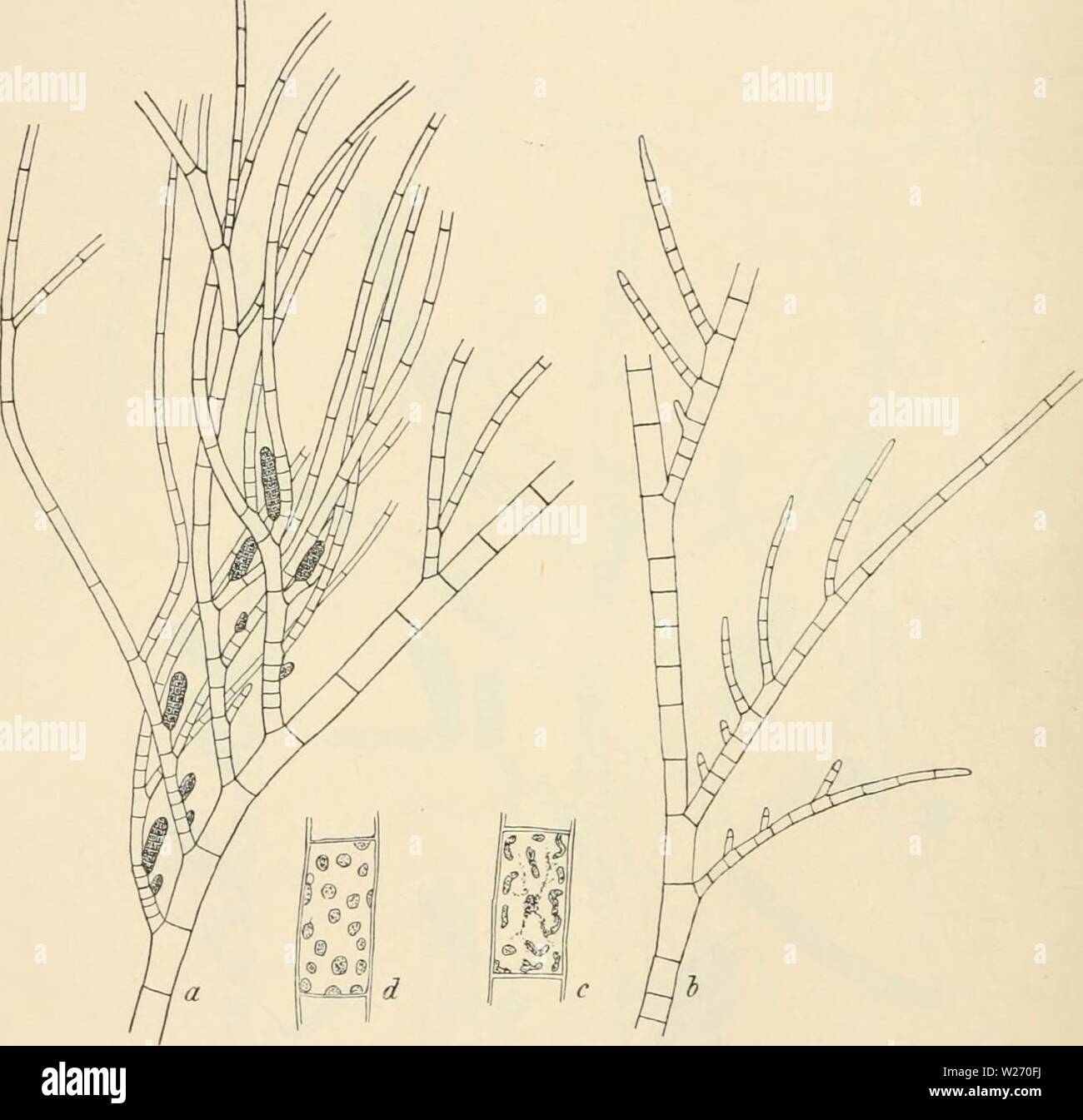 Archive image from page 29 of Dansk botanisk arkiv (1913-1981). Dansk botanisk arkiv  danskbotaniskark02dans Year: 1913-1981  6 Dansk Botanisk Arkiv, Bd. 2. Nr. 2. It grows in the littoral and uppermost part of the sublittoral region, most often in sheltered places, but also in more exposed and seems to be a common species. It was found, St. Croix: Christiansteds Harbour and in the lagoon near this town. St. Thomas: The Harbour in several places. St. Jan: Cruz Bay and off America Hill in a depth of about 20 metres. Geogr. Distrib. West Indies.    Fig. 3. Ectocarpus Mitchellæ Harv. a, part of t Stock Photo