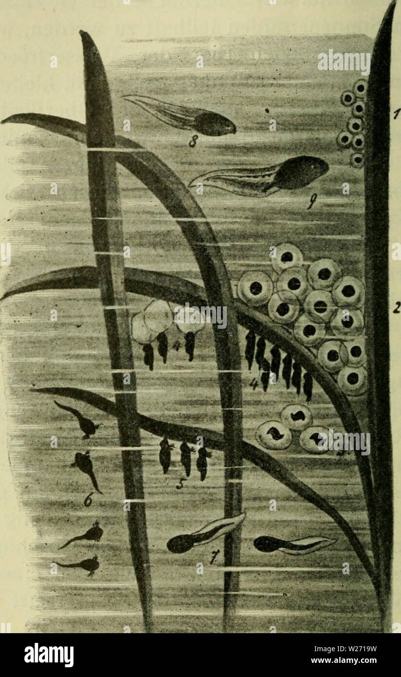 Archive image from page 31 of Das Leben unserer heimischen Lurche. Das Leben unserer heimischen Lurche und Kriech Tiere im Kreislaufe eines Jahres  daslebenunsererh00knau Year: 1905  — 26 — quappen hauptsächlich mit Hilfe des Ruderschwanzes. Sind einmal die vier Gliedmaßen wohl ausgebildet, dann ist auch    Abb. 4. Froschlurchentwicklung (Taufrosch): Frischer Laich (i) einige Tage alter Laich (2), Embryonen nach fünf Tagen (3), an den Gallerthüllen und Wasserpflanzen haftende Larven nach Verlassen der Eihülle (4), herum- schwimmende Larven (5), einige Tage ältere Larven mit jetzt am stärksten Stock Photo