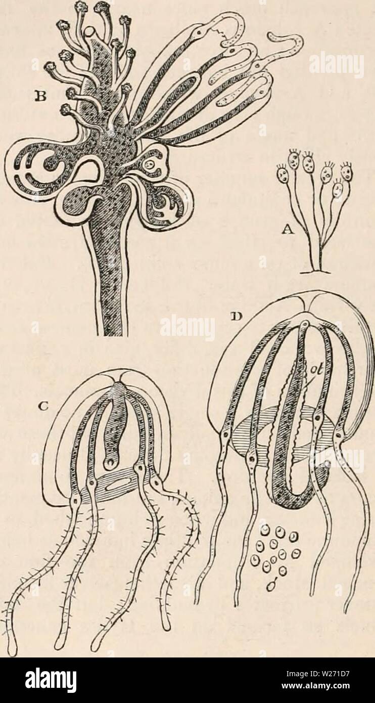 Archive image from page 31 of The cyclopædia of anatomy and Stock Photo