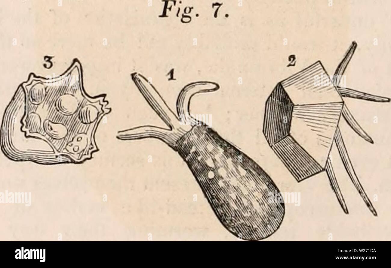Archive image from page 31 of The cyclopædia of anatomy and. The cyclopædia of anatomy and physiology  cyclopdiaofana0401todd Year: 1847  1. Astasia Jiavicans. 2. Amblyophys viridis. 3. Euglena acits. 4. Chlorogonitim eitchlorum, 5. Co- lacium stentorum on a portion of the leg of a monocidiis. 6. Dintibryon sertularia. 7, 8, 9, 10, 11, 12, 13. Amoeba diffluens, exhibiting a few of its changes of form. The genera Difflugia, Arcella, and Cyphidium (1,2, 3, fig. 7) seem to be merely Amoebae endowed with a power of constructing for them- selves a carapax or shelly covering of various forms, from t Stock Photo