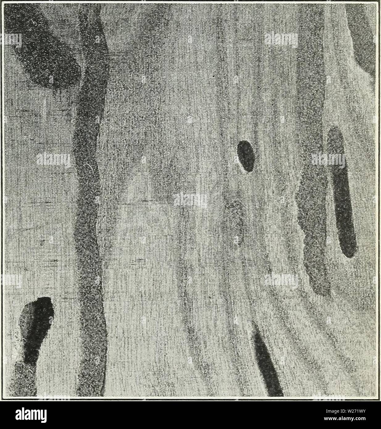 Archive image from page 32 of Defects in timber caused by. Defects in ...