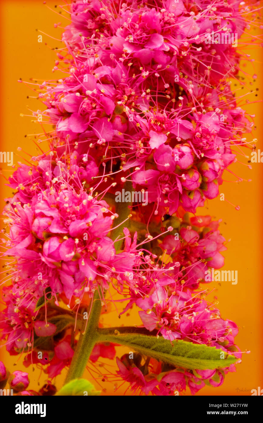 Pink Beautiful Flower Blossom Macro Background And Wallpapers In Top High Quality Prints Stock Photo Alamy,Summer To Fall Blooming Perennials Zone 5