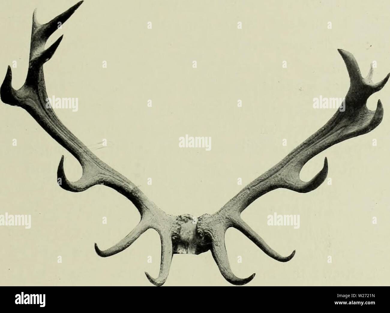 Antler development hires stock photography and images Alamy