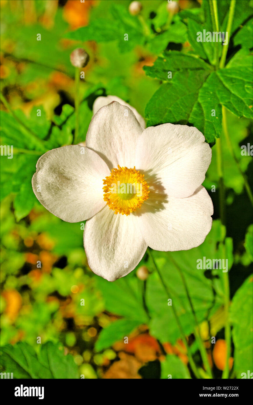 Fragaria vesca white flower background and wallpapers in top high quality prints Stock Photo