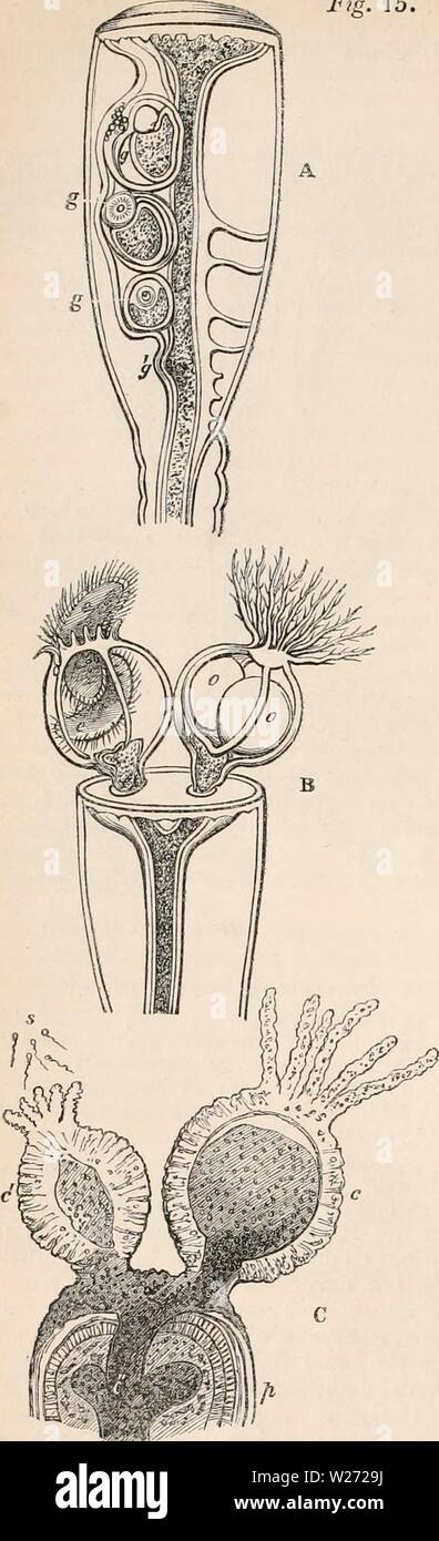 Archive image from page 33 of The cyclopædia of anatomy and Stock Photo