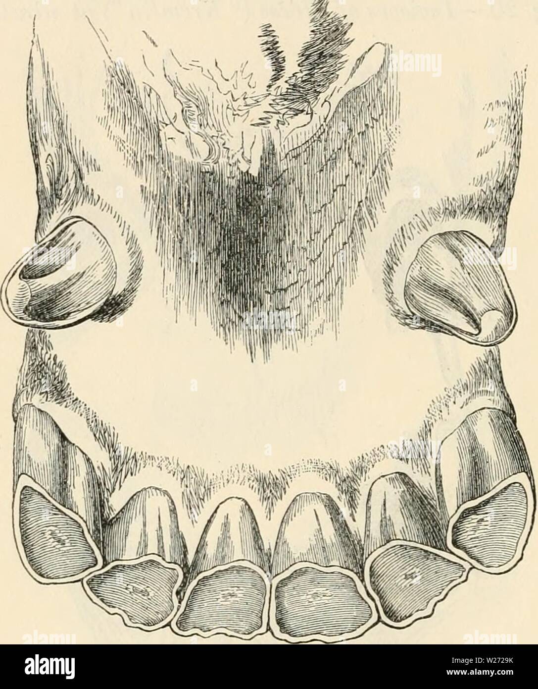 Archive image from page 33 of Dentition as indicative of the Stock Photo