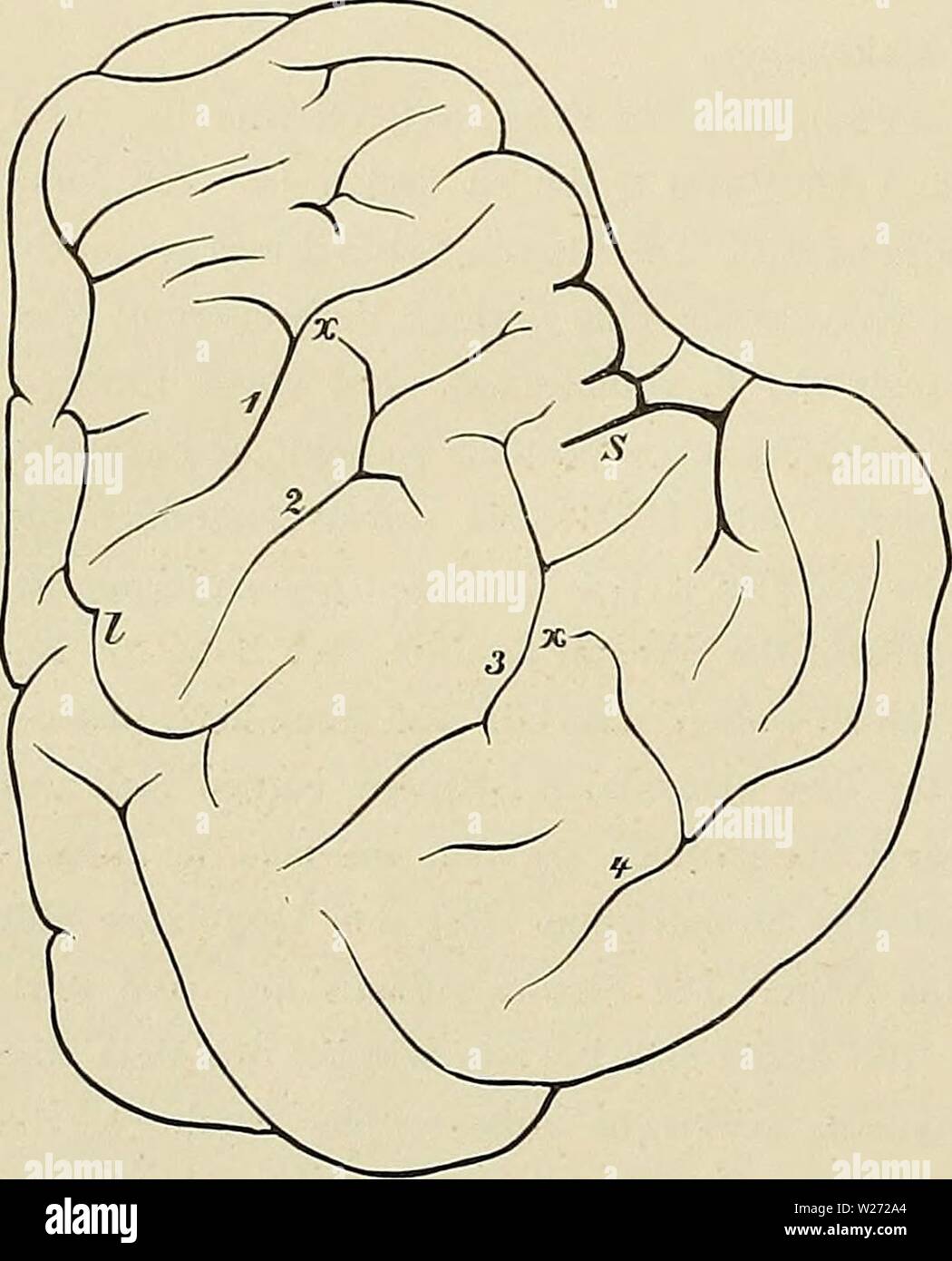 Archive image from page 33 of Denkschriften der Medicinisch-Naturwissenschaftlichen Gesellschaft zu. Denkschriften der Medicinisch-Naturwissenschaftlichen Gesellschaft zu Jena denkschriftender6101medi Year: 1879 i6 Das Centralnervensystem der Monotremen und Marsupialier. 16 logien aufzufinden sind zwischen Echidna und den Ungulaten. Schon ein oberflächlicher Blick lehrt, dass ein solcher Versuch aussichtslos ist. Die Grosshirnfurchen der Ungulaten haben eine auffällige Tendenz zu longitudinalem Verlauf, während bei Echidna der transversale Verlauf vorherrscht. Höchstens könnte man etwa für d Stock Photo