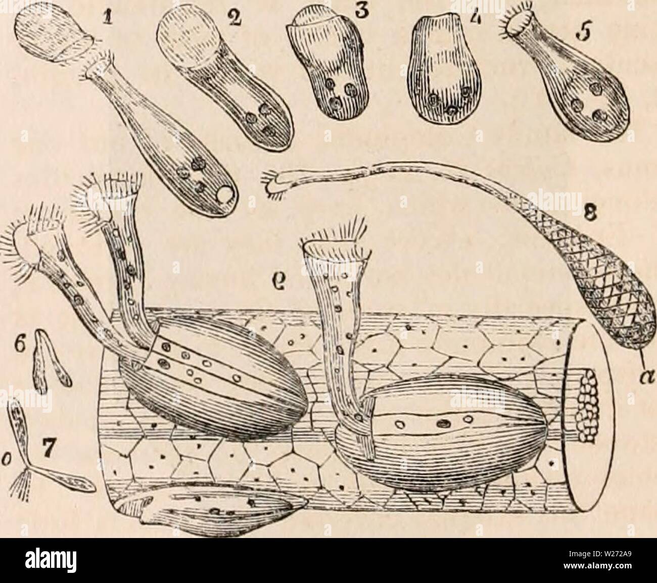 Conferva hi-res stock photography and images - Alamy