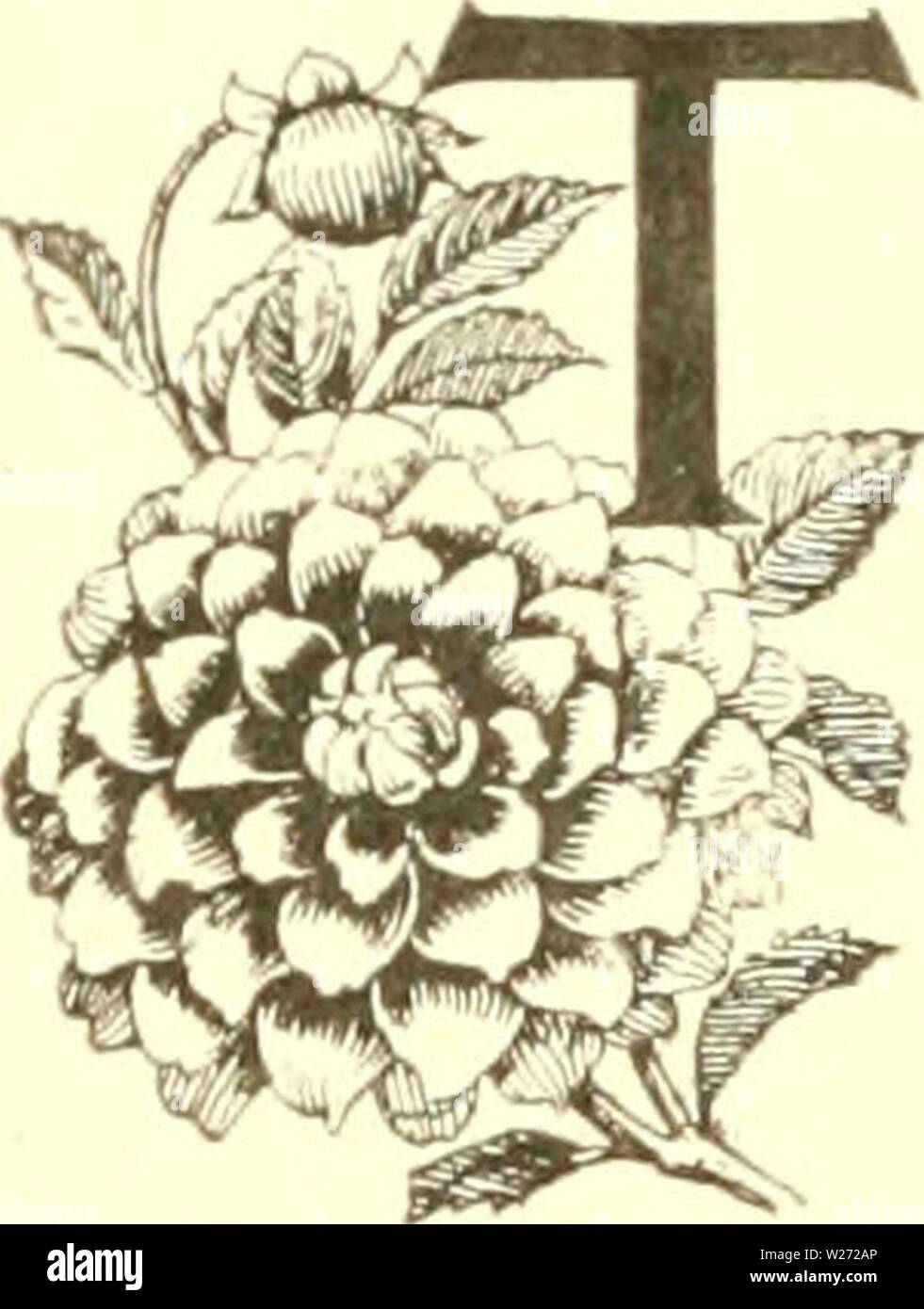 Archive image from page 33 of The Dahlia  a practical. The Dahlia : a practical treatise on its habits, characteristics, cultivation and history  dahliapracticalt00peac Year: 1896  22 THE DAHLIA. CHAPTER V. GARDEX CULTIVATION.    HE garden is the place pre-eminently adapted to Dahlia culture. It is here that they may be grown, in all their loveliness, with so little care and expense that no lover of flowers can afford to be without them. They grow so luxuriantly and bloom so profusely that even a few plants, properly cared for, will furnish a fresh bouquet almost daily from June until frost, w Stock Photo