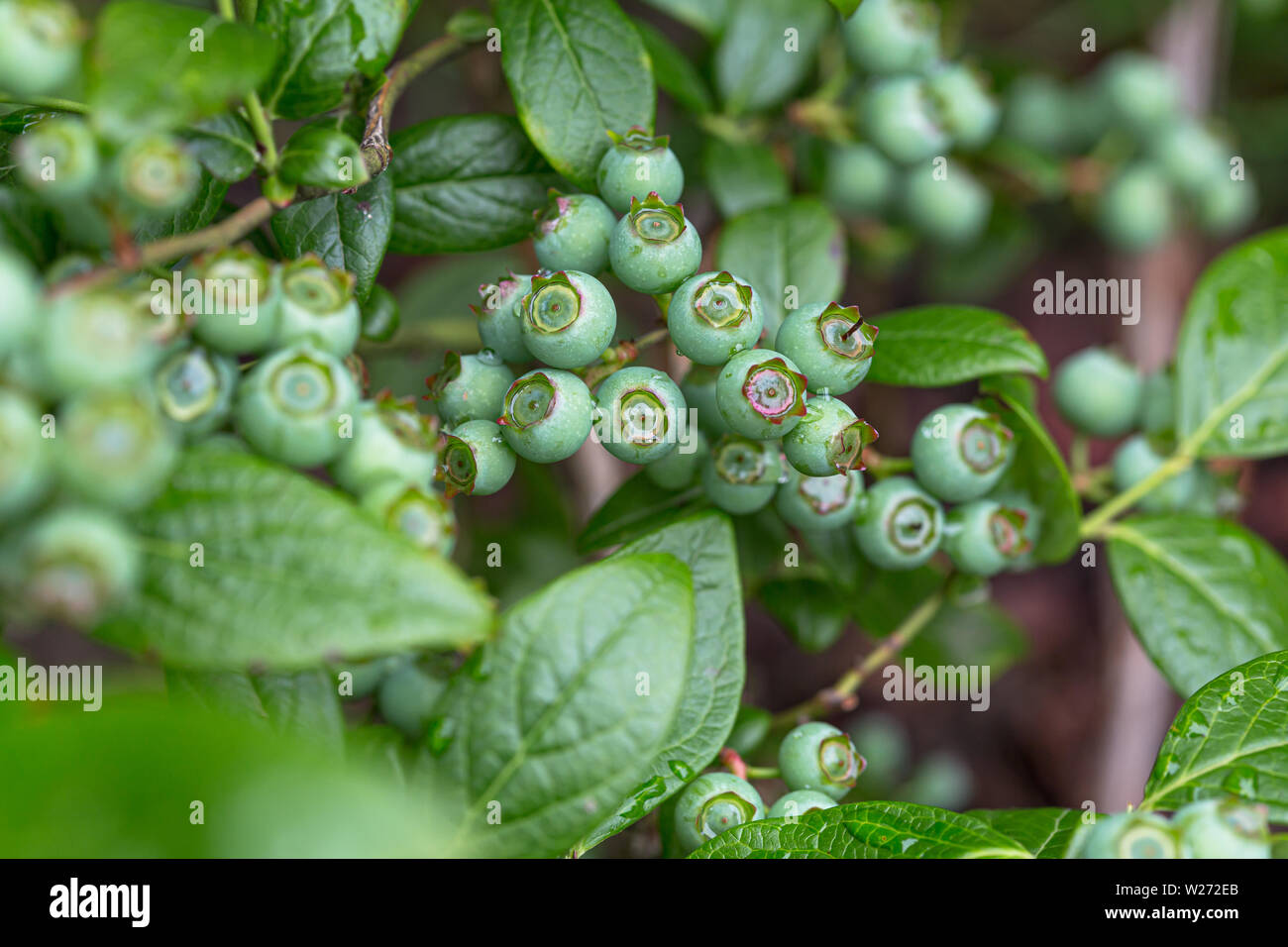 Close up of blueberries ripening on plant Stock Photo
