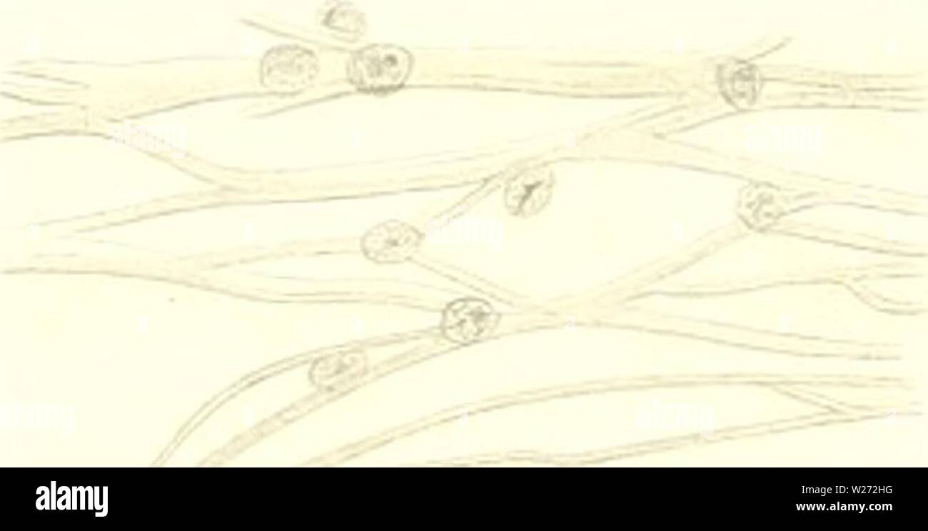 Archive image from page 34 of Das nÞturliche System der Elasmobranchier. Das nÂÃturliche System der Elasmobranchier auf Grundlage des Baues und der Entwicklung ihrer WirbelsÂÃule; eine morphologische und palÂÃontologische Studie  dasnturliche79hass Year: 1879  h , i    tUf.01. â ITI3 â Fif/M Fit/ r: Fii/J'i. FigM â¢ fiij'il F/,/.'iX SÃ¼SS fei .. - Fi,,.Ui Stock Photo