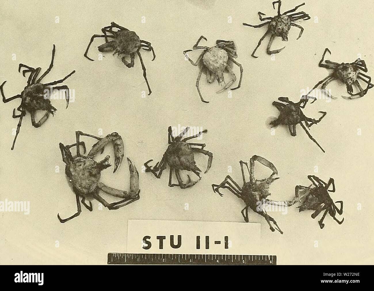 Archive image from page 34 of Deep-ocean biodeterioration of materials (1965). Deep-ocean biodeterioration of materials  deepoceanbiodete02mura Year: 1965  Figure B-7. Amphipods found on STU test specimens.    Figure B-8. Deep-sea crabs found crawling over STU test specimens. 31 Stock Photo