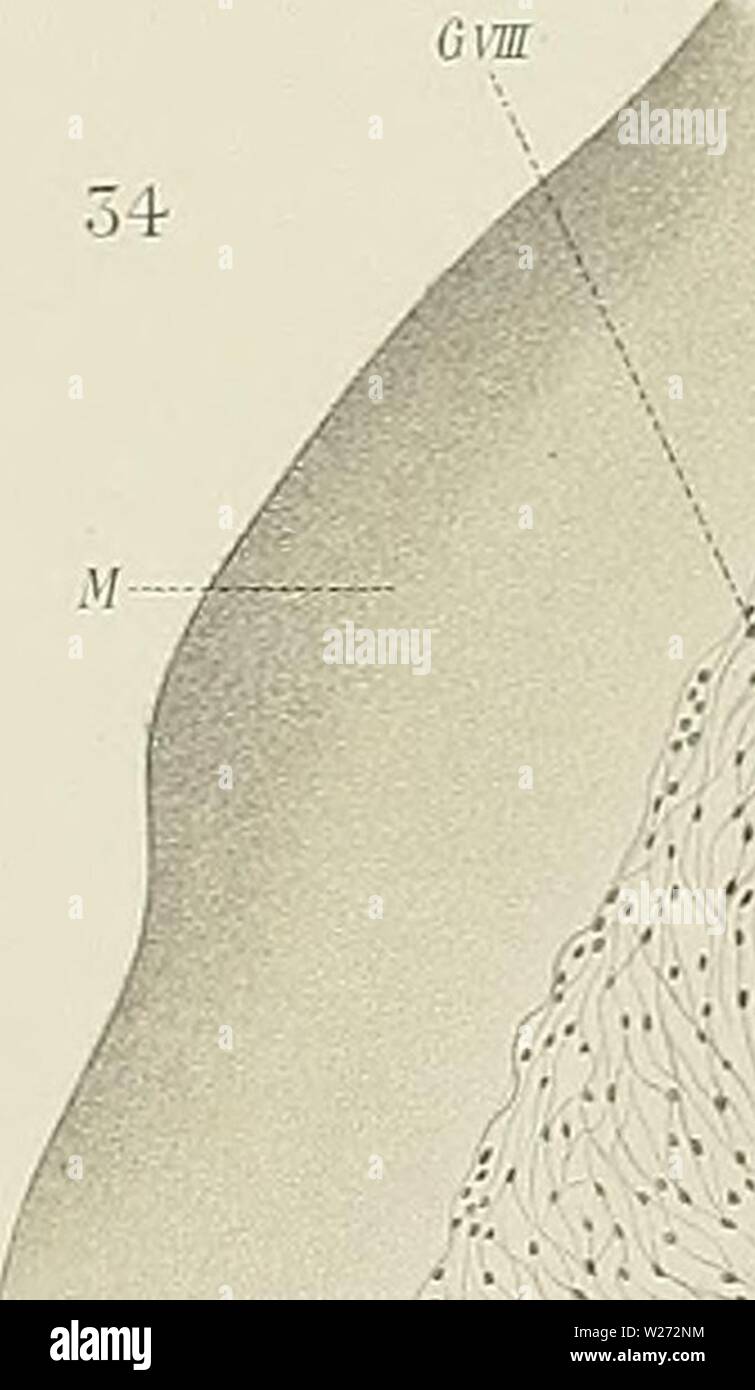 Archive image from page 34 of Denkschriften der Medicinisch-Naturwissenschaftlichen Gesellschaft zu. Denkschriften der Medicinisch-Naturwissenschaftlichen Gesellschaft zu Jena denkschriftender6208medi Year: 1879 â,i '' â 'v::li;:/'-.:/. .'â â¢;'â . â¢,«â¢;â¢'â ⢠â i-.:: .â¢//'i'v'V. :.'â¢'#. V....'i;,,i-;'';ji,i vä Stock Photo