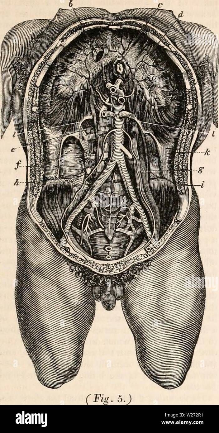 Archive image from page 34 of The cyclopædia of anatomy and Stock Photo