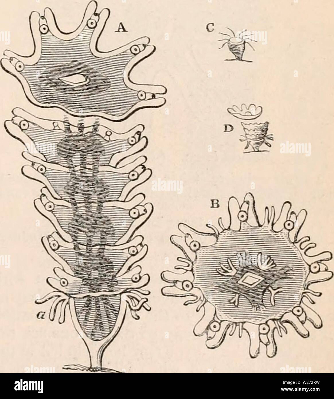 Archive image from page 34 of The cyclopædia of anatomy and Stock Photo