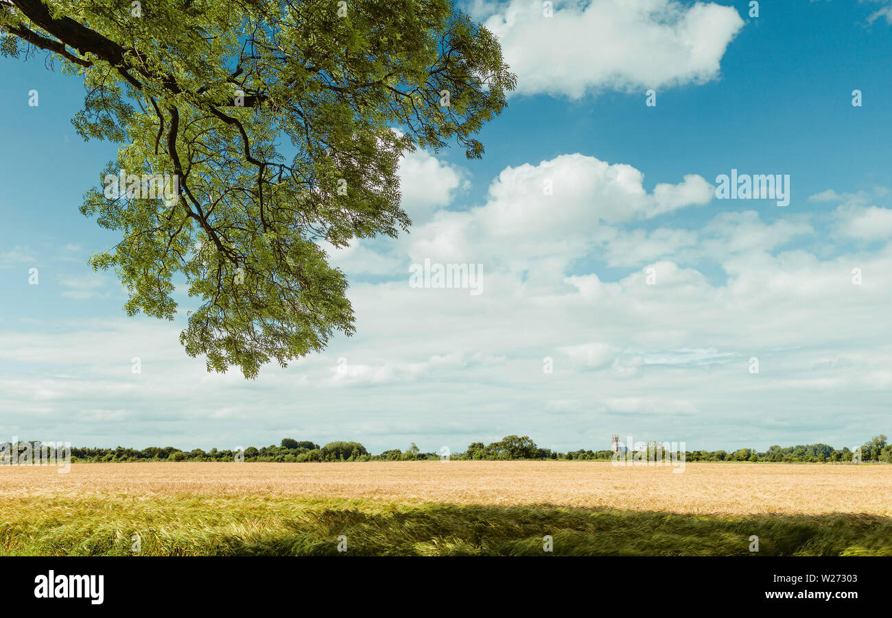 Wheat field under blue, summer sky on a peaceful, calm afternoon in rural Beverley, Yorkshire, UK. Stock Photo