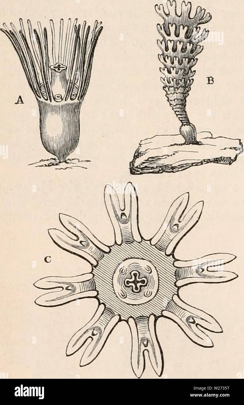 Archive image from page 35 of The cyclopædia of anatomy and Stock Photo