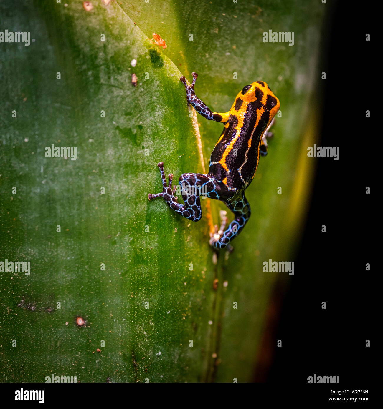 Poison dart frog, Ranitomeya imitator Jeberos is a species of poison dart frog found in the north-central region of eastern Peru.  Its common name inc Stock Photo