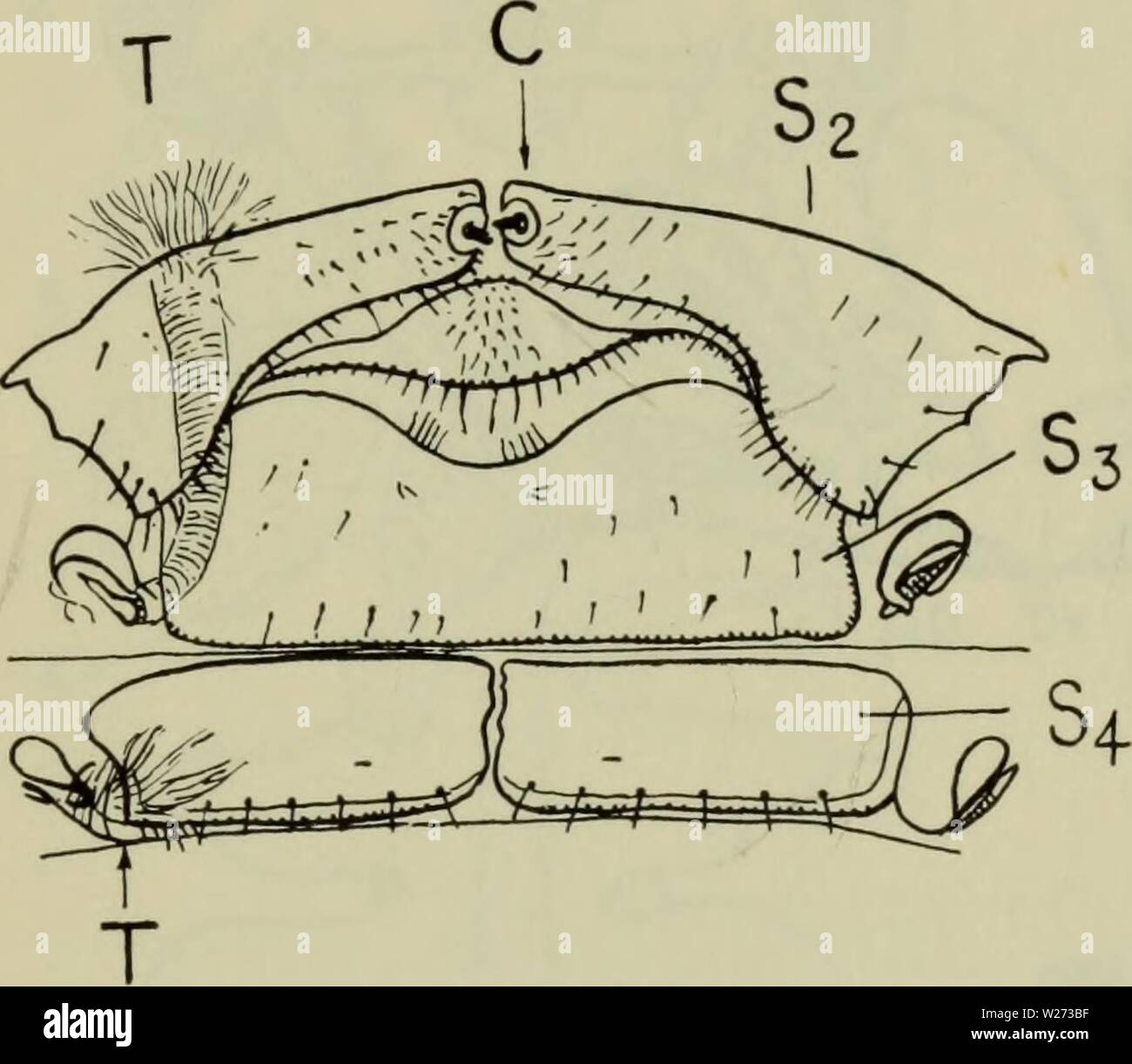 Archive image from page 36 of Danmarks fauna; illustrerede haandbøger over Stock Photo