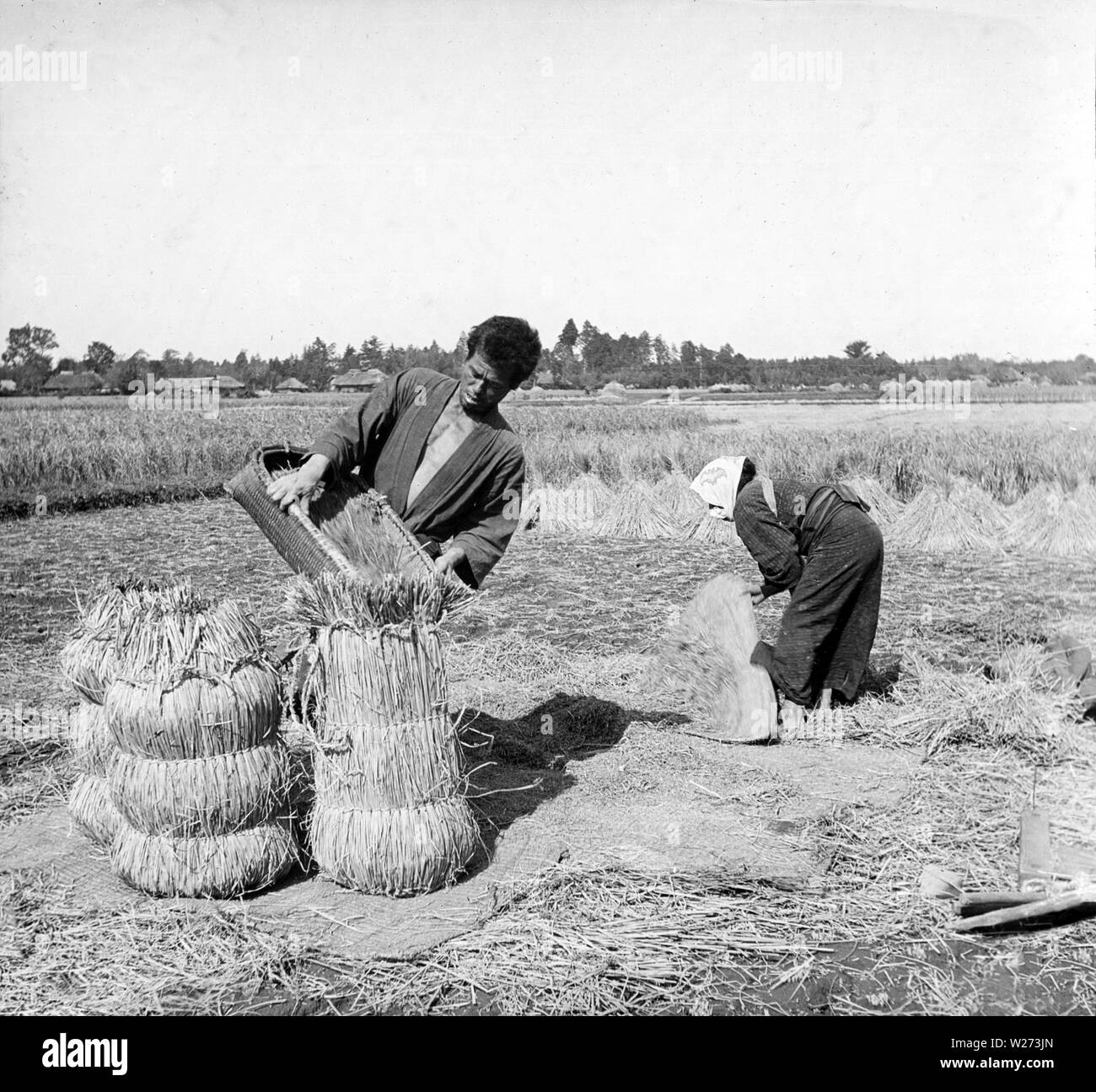 [ 1900s Japan - Japanese Farmers Packing Rice ] —   A Japanese farmer in a rice field is packing rice in straw bags. Early 1900s.  20th century vintage glass slide. Stock Photo
