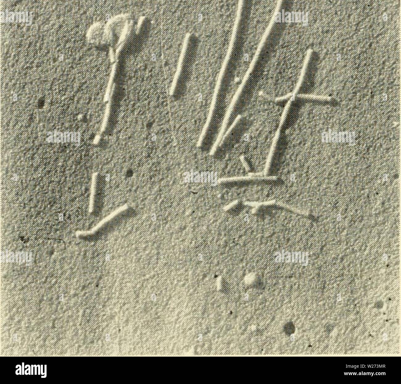 Archive image from page 37 of Cytology (1961) Stock Photo