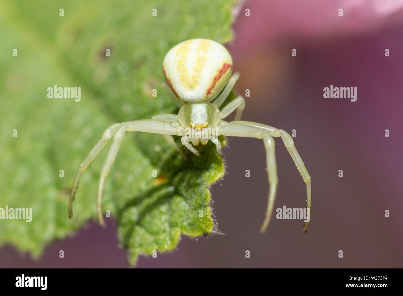 Goldenrod crab spider (Misumena vatia) on a hollyhock leaf, UK Stock