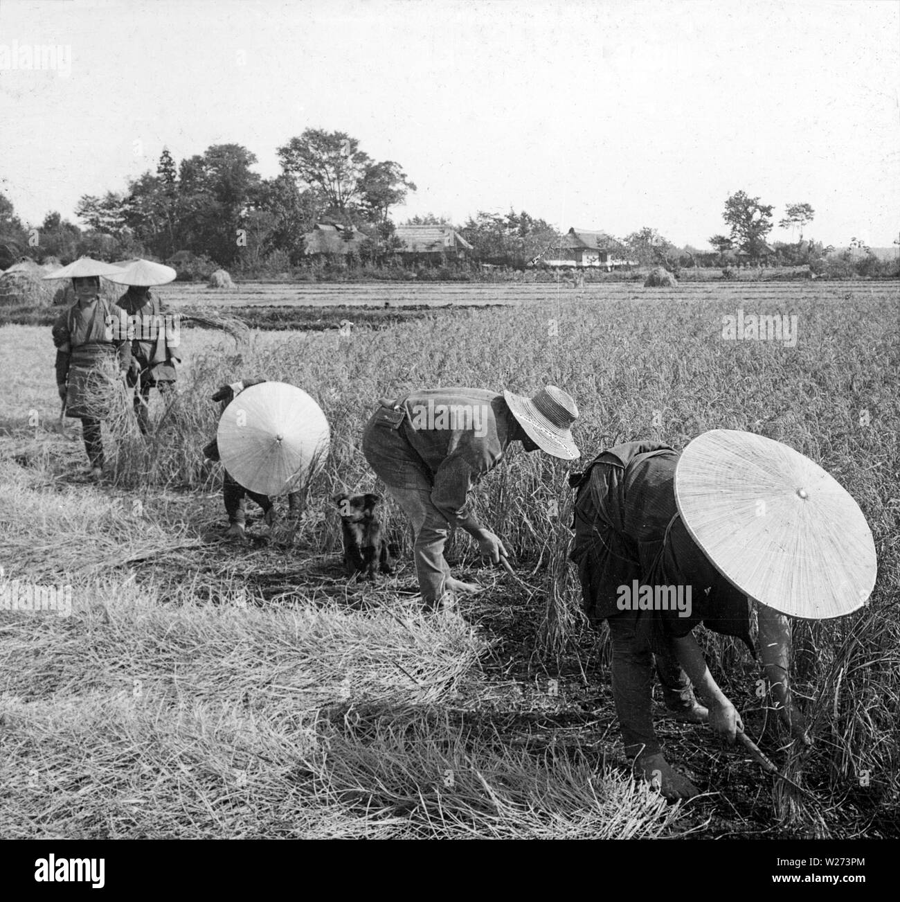 [ 1900s Japan - Japanese Farmers Harvesting Rice ] —   Japanese farmers cutting rice with a sickle in a rice field. Early 1900s.  20th century vintage glass slide. Stock Photo