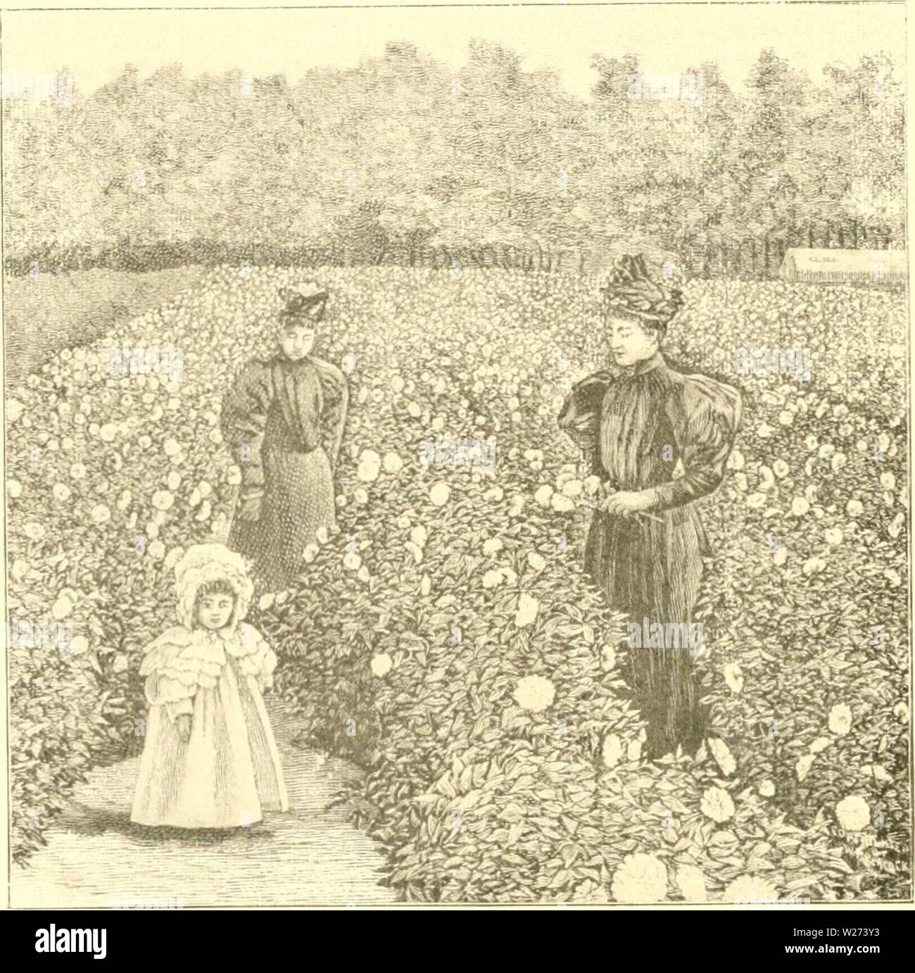 Archive image from page 37 of The Dahlia  a practical. The Dahlia : a practical treatise on its habits, characteristics, cultivation and history  dahliapracticalt00peac Year: 1896  FIELD OF NVMPH.EA DAHLIAS. Planted May 3otli. Photo'raphed Sept. 28tli, 1895, alter nine weeks con- tinuous droutli. Siiiiile stem l&gt;rancliin' svsteni. Stock Photo