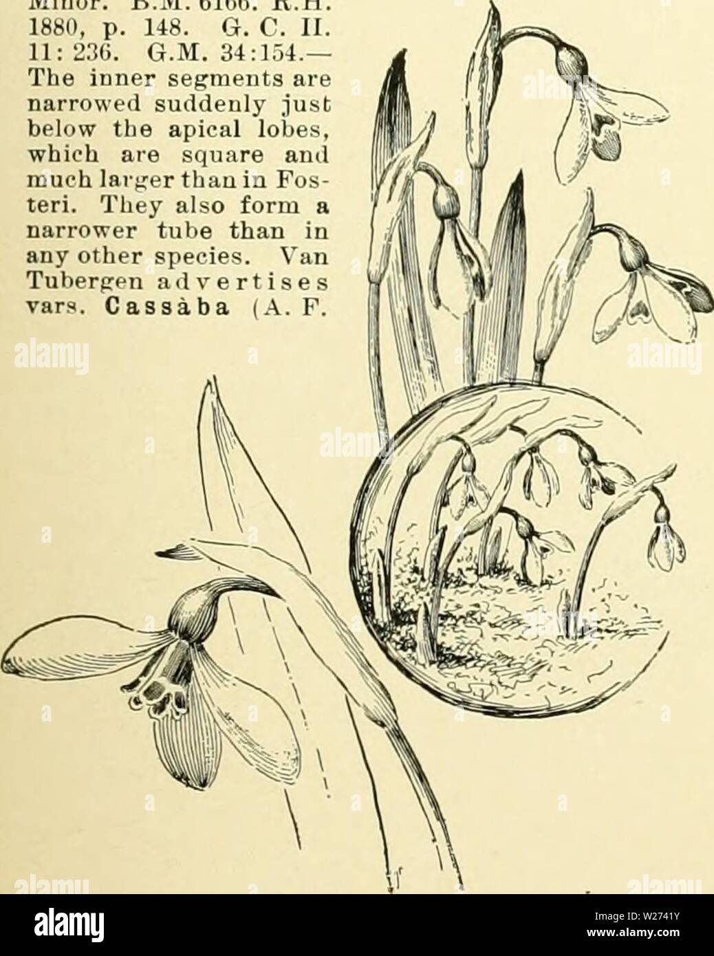 Shallots Are Your New Go To Vegetable! - Tacoma Boys and H&L Produce