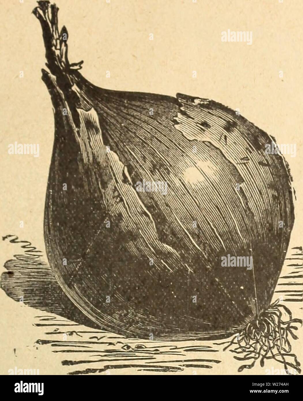 Archive Image From Page 38 Of Dejong Floral And Seed Co Dejong Floral And Seed Co Dejongfloralseed1926dejo Year 1926 De Jong Floral And Seed Co Pella Iowa 35 Mammoth Prize Taker Onion