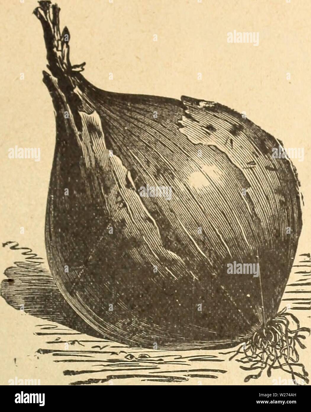 Archive image from page 38 of DeJong Floral and Seed Co. DeJong Floral and Seed Co  dejongfloralseed1926dejo Year: 1926  DE JONG FLORAL AND SEED CO., PELLA, IOWA 35    Mammoth Prize Taker Onion MAMMOTH PRIZE TAKER. This has proved to be an excellent keeper of finest flavor, hand- some shape and enormous size, many single on- ions have been raised to weight 3 lbs., from seed the first year. It is of the same type as those im.mense imported onions which can be seen in fruit stores and always command a very high price. The Prize Taker grows al- ways to a perfect globe shape, with bright, straw-co Stock Photo