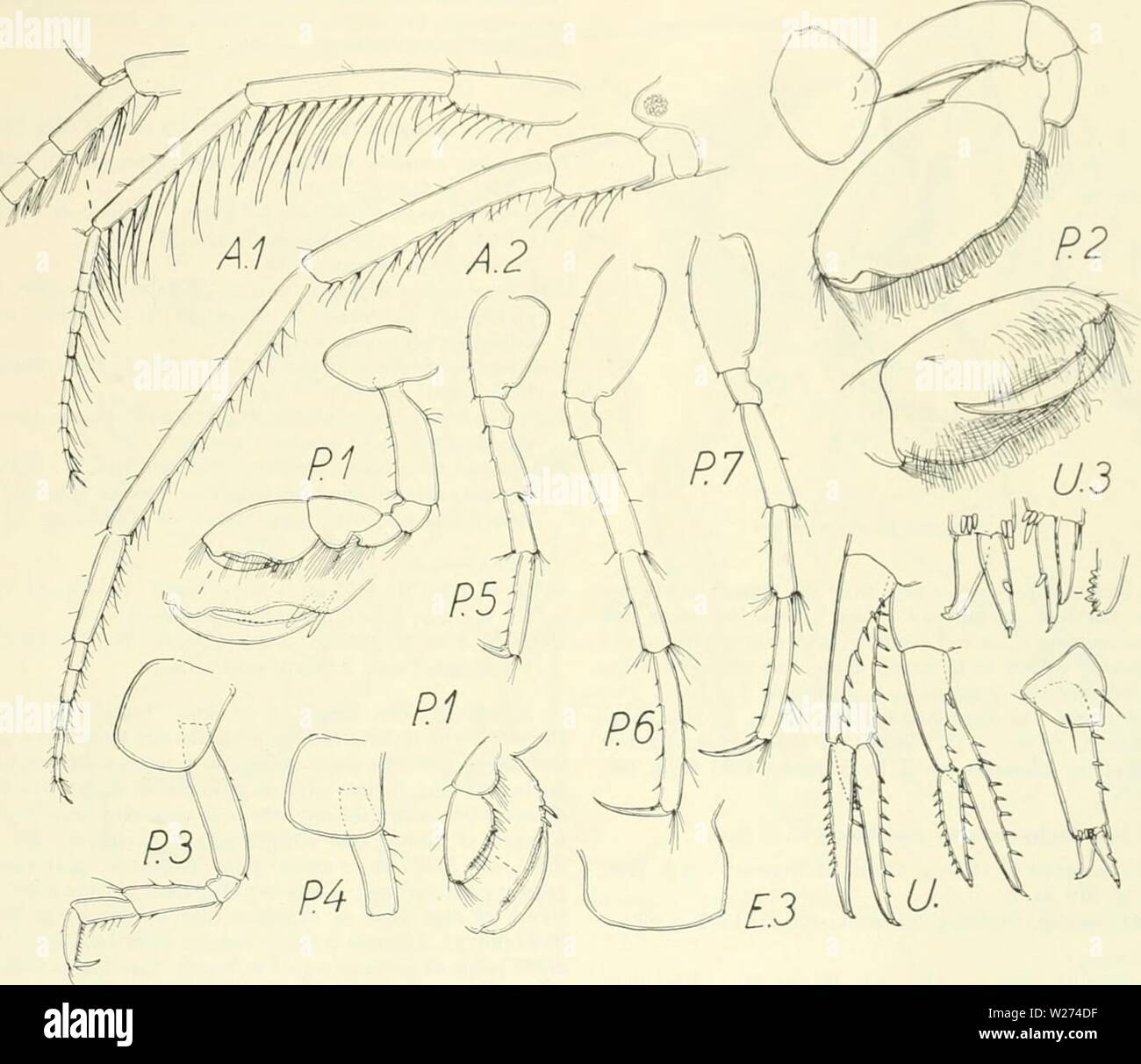 Archive image from page 38 of The Danish Ingolf-expedition (1899-1953). The Danish Ingolf-expedition  danishingolfex3dpt13daniuoft Year: 1899-1953  ' ' 'â¢ I  ill i IM7HIP0DJ IVI 31 Jugor Strait (Gurjanova, Zoogcographica. vol. 2, 1935 p and Kara Sea 74Â°35'N, 7,r. 2iV K. 32 m ((Iih.ianova, Explor Mere U.R.S.S., vol.21, 1935. p. 77). 339. Ischyrocerus assimilis (G. 0 Sara) (Figa 22 23). Podocerus assimiKs G. 0. Sars, Crust., vol. I: Norske Nordha Exp., L885, p 205. pl. it 6g. I. Ischyrocerus assimilis Stebbing, Tierreich, vol. 21, 1906, p. 659. â . Sagellum I articulate and very short, about Stock Photo